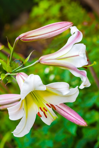 Biały Lilium delektuje zbliżenie