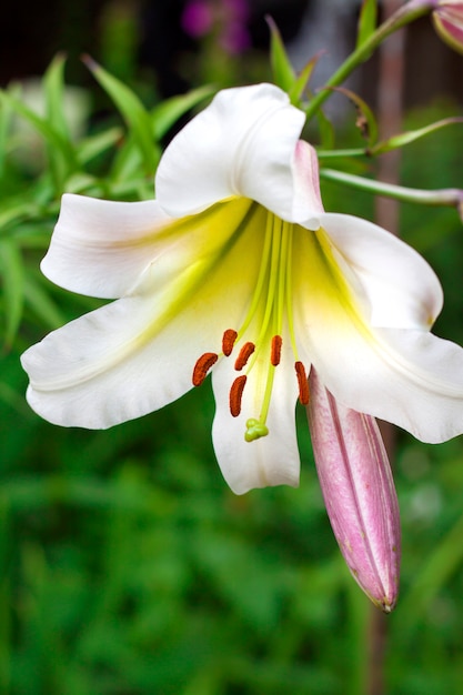 Biały Lilium delektuje zbliżenie