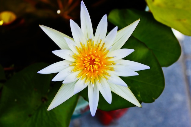 Biały Lotus Kwitnący