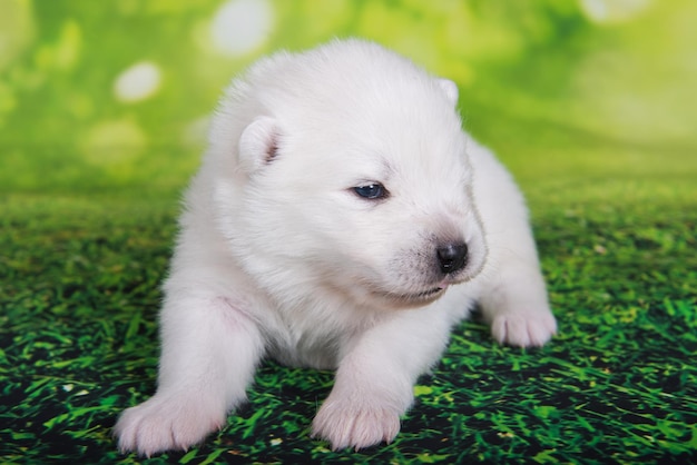 Biały Mały Szczeniak Rasy Samoyed Na Tle Zielonej Trawy