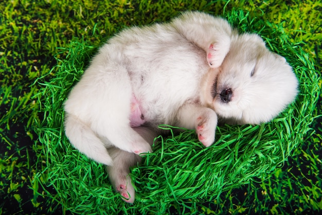 Biały mały szczeniak samoyed na zielonej trawie