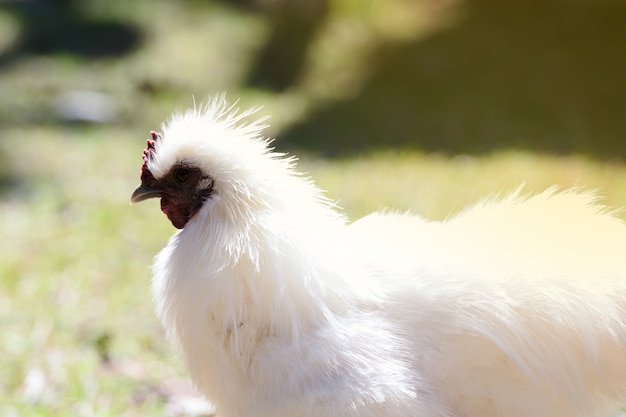 Biały Mężczyzna Silky Bantam W Gospodarstwie