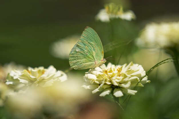 Biały Motyl Na Białym Kwiacie