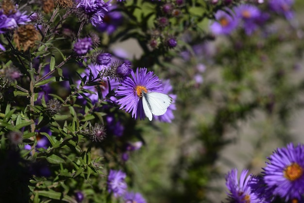 Biały motyl na fioletowych kwiatach Aromatyczny Aster Symphyotrichum oblongifolium w ogrodzie