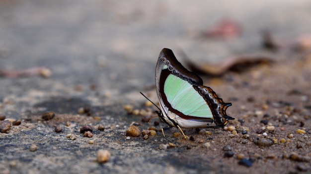 Biały Motyl Na Ziemi W Naturze