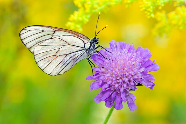 Biały motyl z czarnymi żyłkami (Aporia crataegi) siedzi na białym kwiacie.