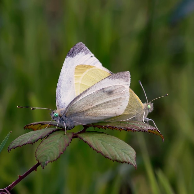 biały motyl