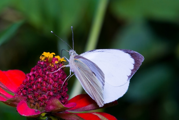Biały motyli Pieris brassicae, karmi na kwiacie w naturze
