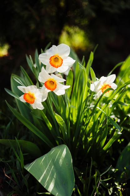 Zdjęcie biały narcyz (narcissus poeticus) - białe delikatne kwiaty na wiosnę.