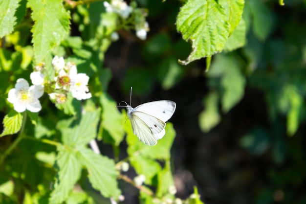 Biały niebieski motyl w pobliżu białych kwiatów