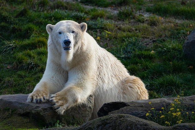 Biały niedźwiedź na skałach Leżący niedźwiedź polarny na skale