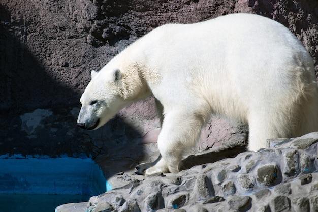 Biały niedźwiedź polarny spaceruje po wybiegu w zoo