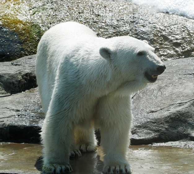 Biały niedźwiedź polarny w zoo