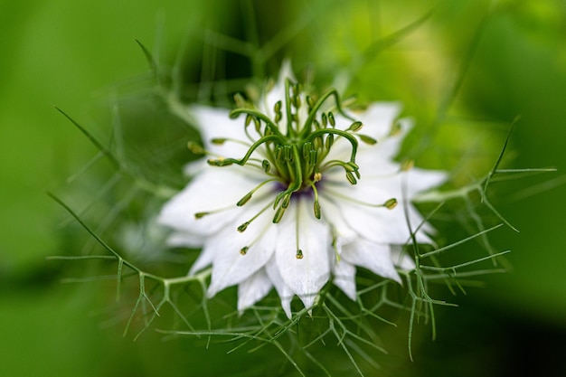 Biały Nigella Damascena Kwiat Z Bliska