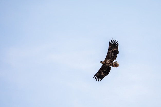 Biały Ogoniasty Eagle lata w niebie w Lofoten, Norwegia, kopii przestrzeń