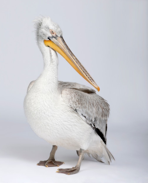 Biały pelikan - Pelecanus onocrotalus na bielu odizolowywającym