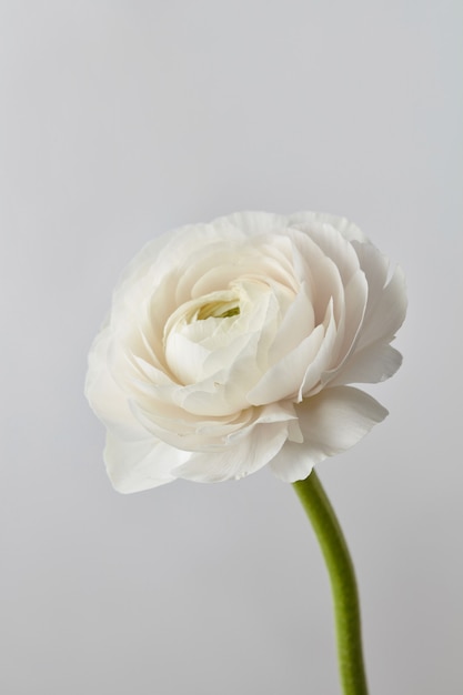 biały piękny kwiat Jaskier na szarym tle, ślubna kartka z życzeniami
