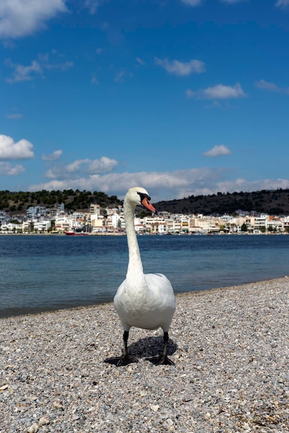 Biały piękny samotny łabędź stoi na zbliżenie plaży w słoneczny jesienny dzień Wyspa Salamis Grecja