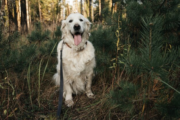 Biały pies golden retriever w lesie