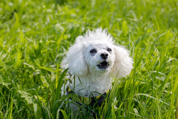 Biały pies hoduje pudla w trawie w parku. Zdjęcie wysokiej jakości