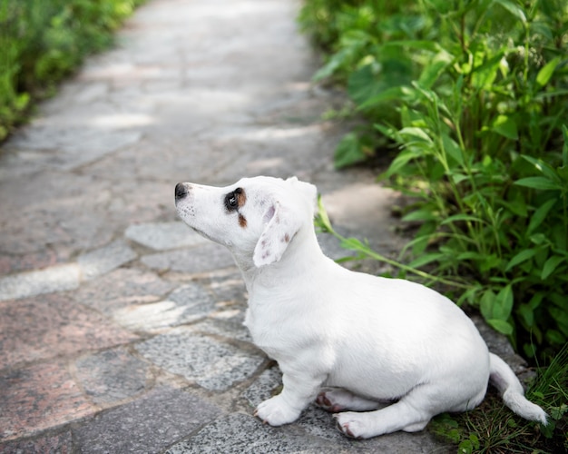 Biały pies Jack Russell terrier w parku na trawie