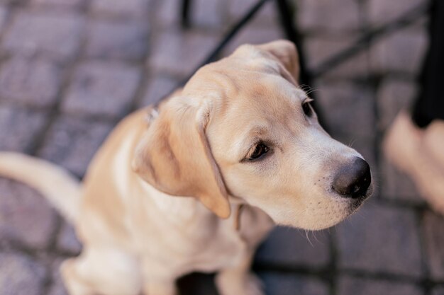 Biały pies labrador na ulicy w mieście