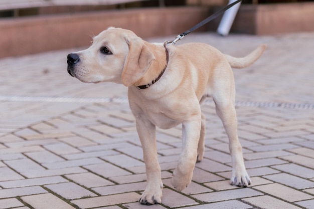 Biały pies labrador na ulicy w mieście