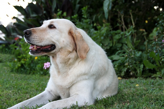 biały pies labrador w ogrodzie