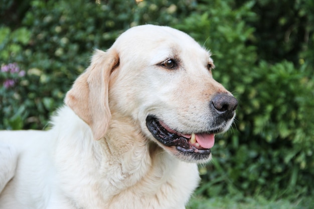 biały pies labrador w ogrodzie