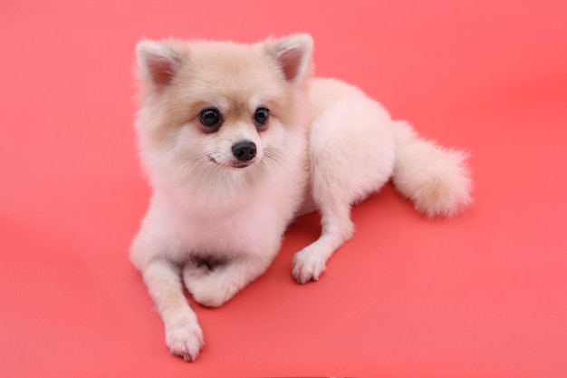 Biały pies pomeranian na czerwono
