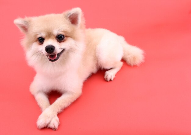 Biały pies pomeranian na czerwono