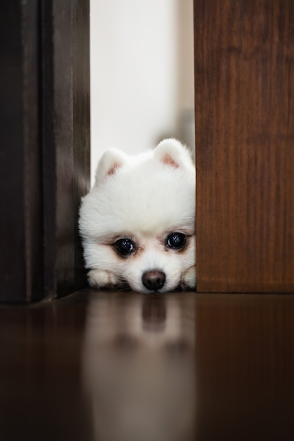 Biały pies pomorskie patrząc przez drzwi