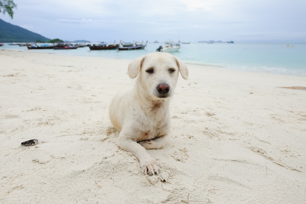 biały pies siedzi na plaży