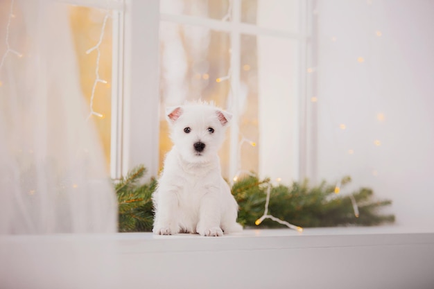 Biały pies siedzi w oknie z lampkami świątecznymi na parapecie.