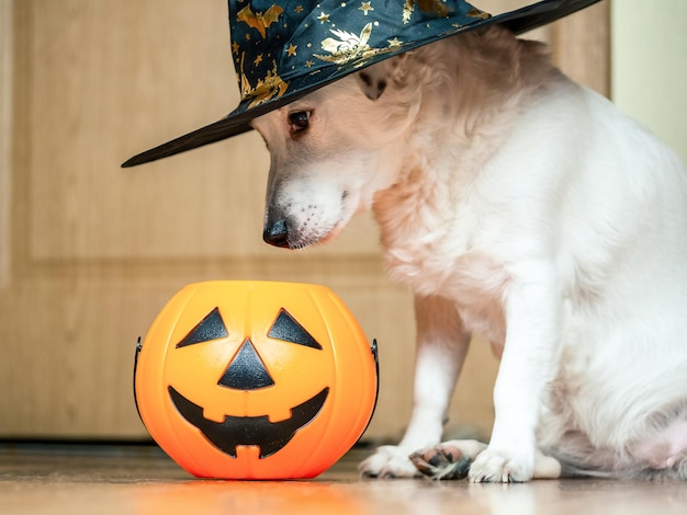 Biały pies w kapeluszu wiedźmy i wiadrze dynia Święto Halloween