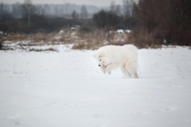 Biały pies w śniegu