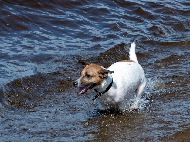 biały pies z brązowymi plamami biegnący po falach morskich w słoneczny, gorący letni dzień
