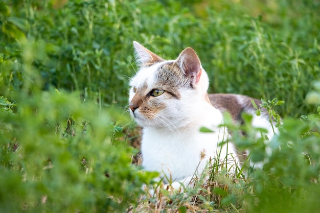 Biały plamisty kot ukrywa się w zielonej trawie w ogrodzie.