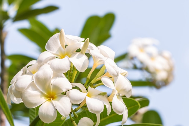 Biały plumeria (frangipani) kwitnie na drzewie.