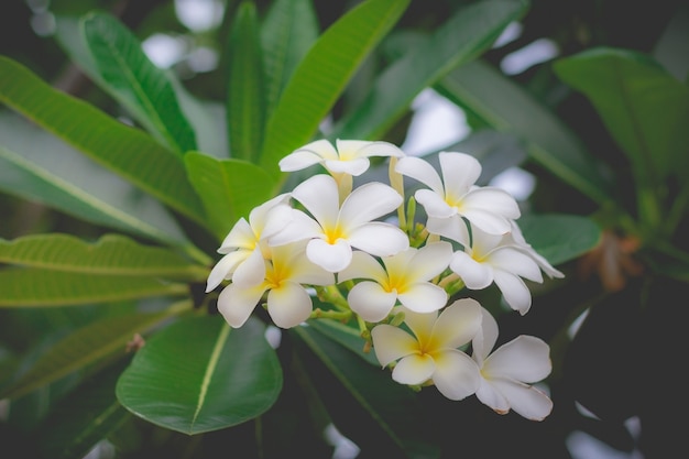 Biały Plumeria lub frangipani. Słodki zapach z białych kwiatów Plumeria w ogrodzie.