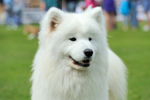 Biały Portret Samoyed W Zielonej Trawie Latem