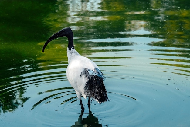 Biały ptak ibis pełen wdzięku na stawie Obserwacja ptaków Naturalna tapeta