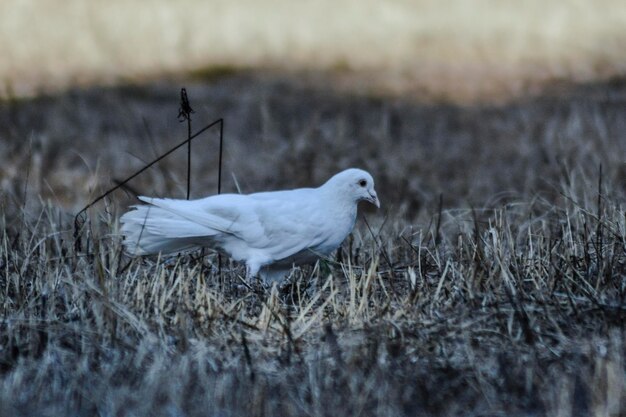 Biały ptak siedzący na polu
