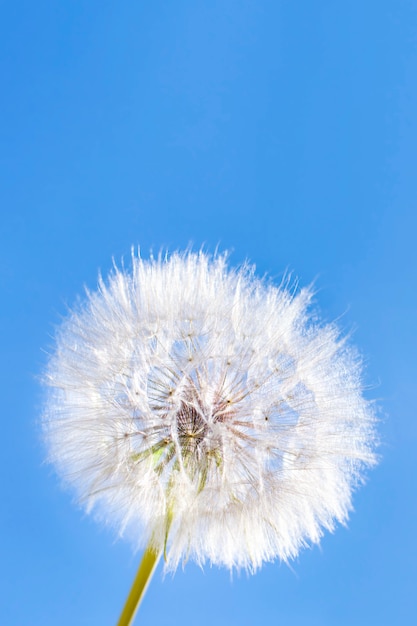 Biały puszysty dandelion na tle niebieskie niebo. Okrągła puszysta głowa letniej rośliny z nasionami. Pojęcie wolności, marzeń o przyszłości, spokoju. Baner pionowy, miejsce.