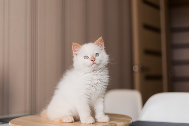 Biały puszysty kot Mały kotek w domu Koncepcja zwierząt domowych
