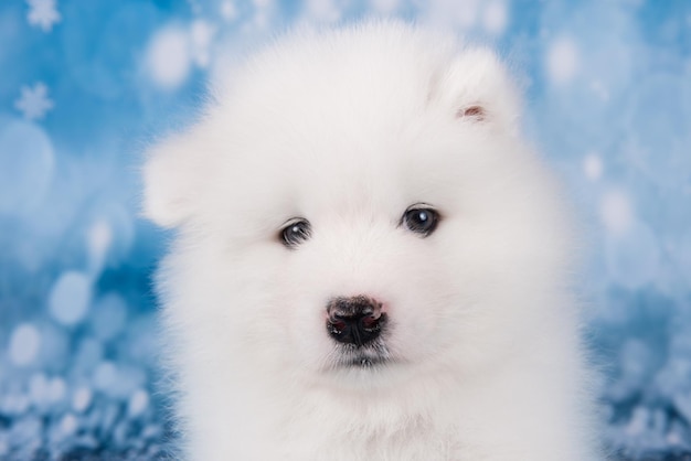 Biały Puszysty Mały Pysk Szczeniaka Samoyed Z Bliska