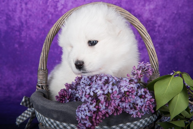 Biały Puszysty Mały Szczeniak Rasy Samoyed Siedzi Na Fioletowym Tle Z Kwiatami Bzu W Koszyku