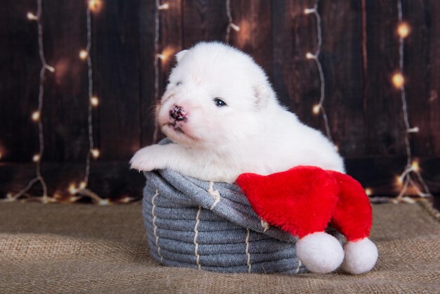 Biały puszysty mały szczeniak rasy Samoyed w świątecznym pudełku