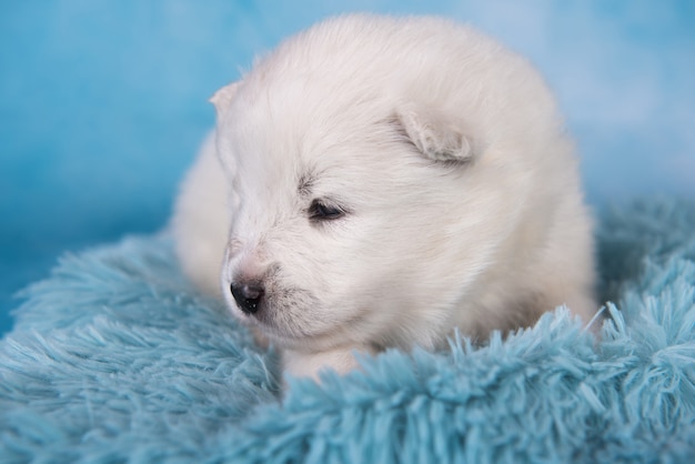 Biały puszysty mały szczeniak samoyed siedzi na niebiesko