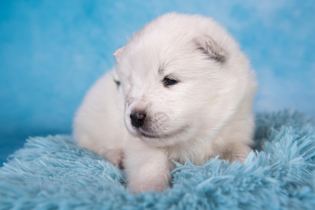 Biały puszysty mały szczeniak samoyed siedzi na niebiesko